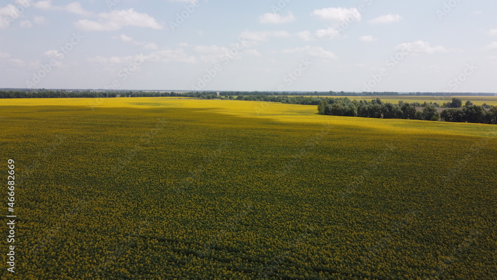 Sunflower field photographed from a bird's-eye view. Blue sky over an agricultural field.