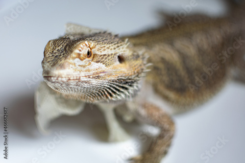 Eastern bearded dragon  a lizard with a beard and spines. Lizard molting. Close up view.