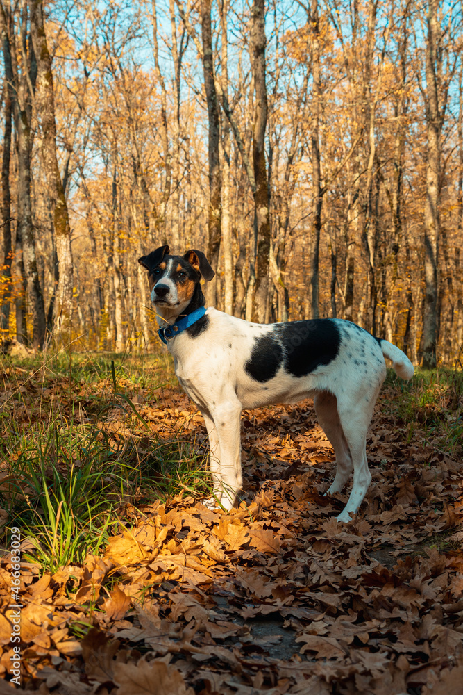 Young white dog with black spots in an autumn forest. A dog among the fallen leaves against the background of tree trunks. Young white dog with black spots in an autumn forest. A dog among the fallen leaves against the background of tree trunks.