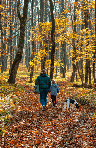 Fototapeta Naklejka Na Ścianę i Meble -  Woman and child in jackets with a dog in the autumn forest. View from the back. In the background fallen leaves and tree trunks. Mom and daughter in the woods for a walk