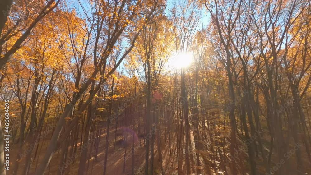 FPV flying drone maneuverable through cinematic bright scenic orange colorful forest foliage trees environment. Journey trip. Adventure. FPV flying drone maneuverable through cinematic bright scenic orange colorful forest foliage trees environment. Journey trip. Adventure.