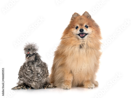 Silkie and spitz in studio