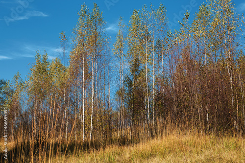 beautiful birch grove in autumn