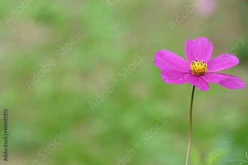 Pink cosmos flower on green background