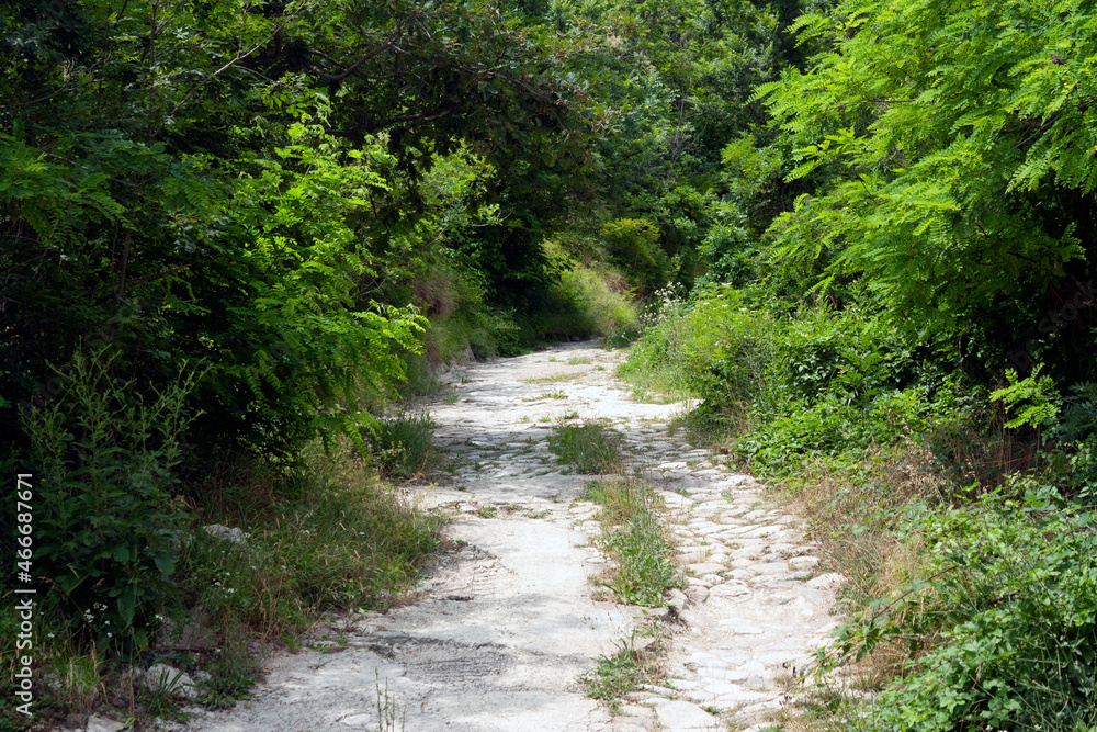 Green forest and forest road Green forest and forest road