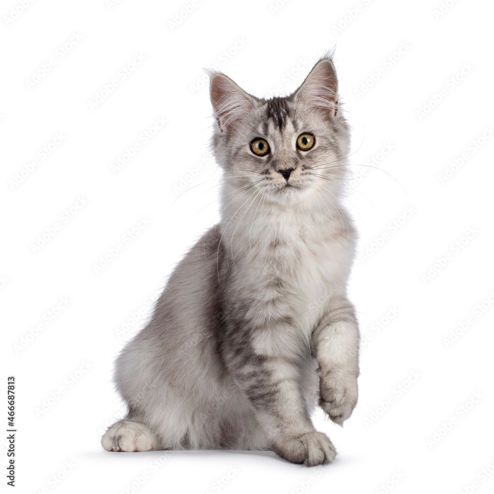 Cute Maine Coon cat kitten, siting up with one paw playfyl in air. Looking towards camera. Isolated on a white background.