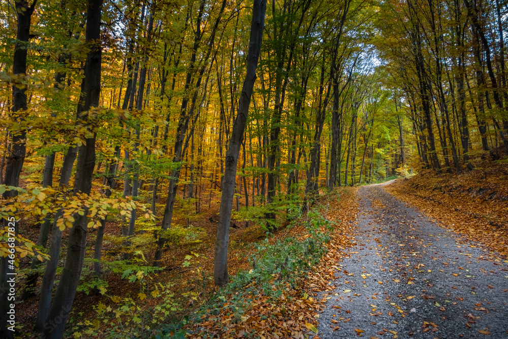 Road through beautiful colorful autumn beech forest