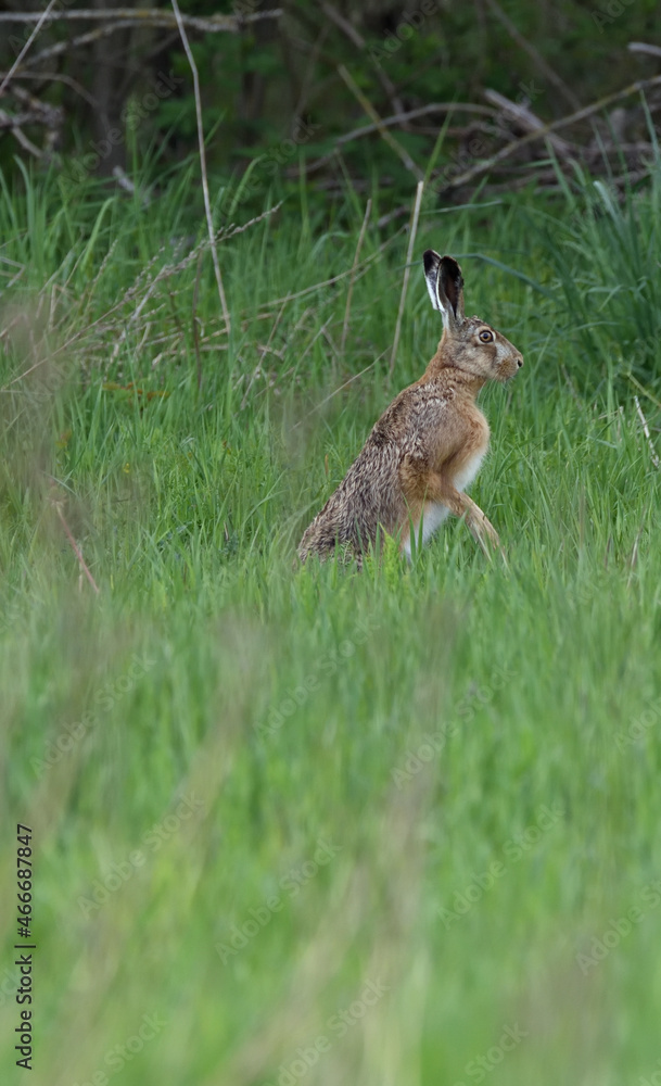 A hare sitting in a spring meadow looking for food A hare sitting in a spring meadow looking for food