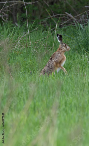 A hare sitting in a spring meadow looking for food © ezp