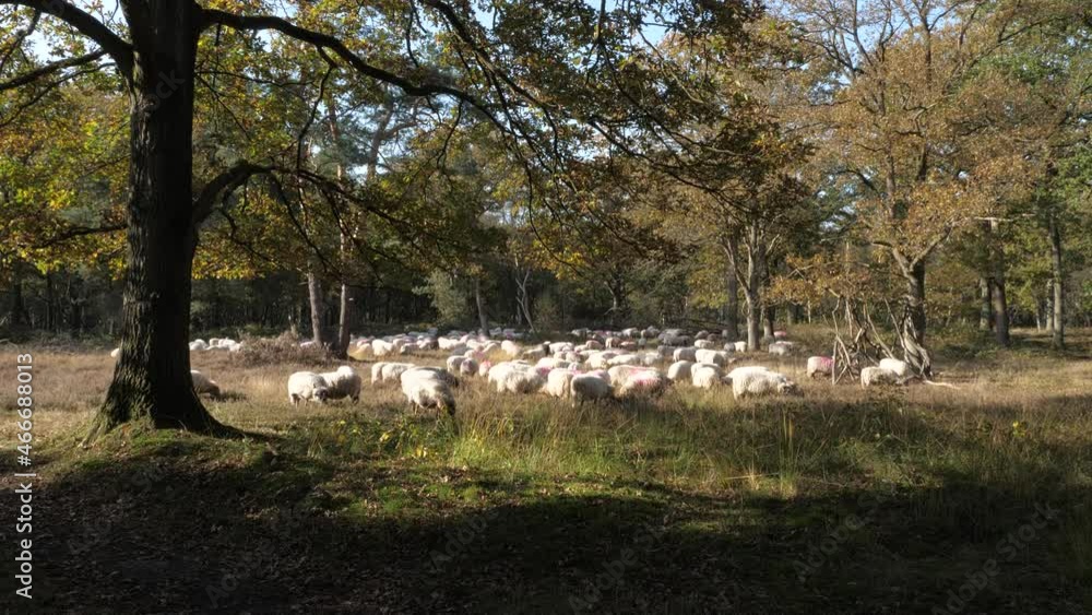 Herd of sheep grazing in between forest autumn trees Herd of sheep grazing in between forest autumn trees