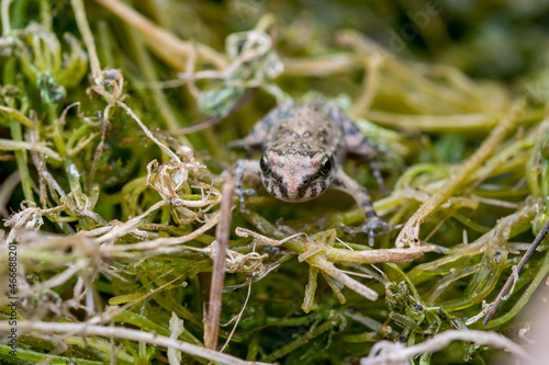 A tiny baby frog or froglet, Painted Frog, Discoglossus pictus, resting on small pieces of grass. photo