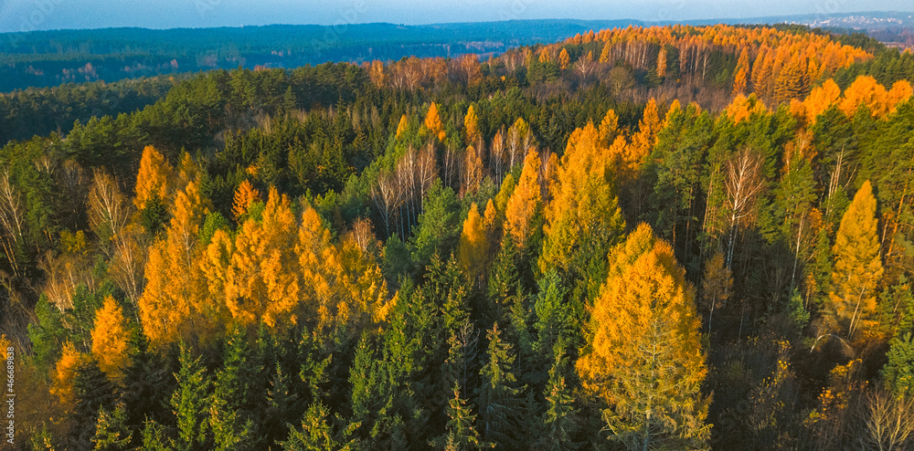 Larch Forest in Autumn. Aerial Top-Down View