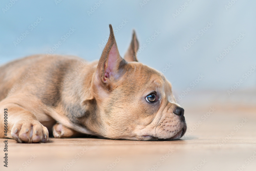 Side view of French Bulldog dog puppy with healthy long nose