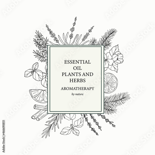 Hand drawn essential oil plants and cosmetic herbs. Botanical banner, decorative background for organic cosmetics, aromatherapy. 