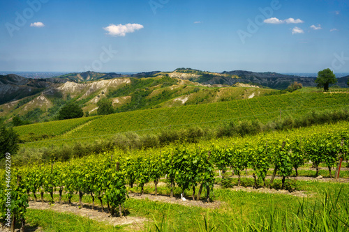 Fototapeta Naklejka Na Ścianę i Meble -  Rural landscape on the hills near  Riolo Terme and Brisighella