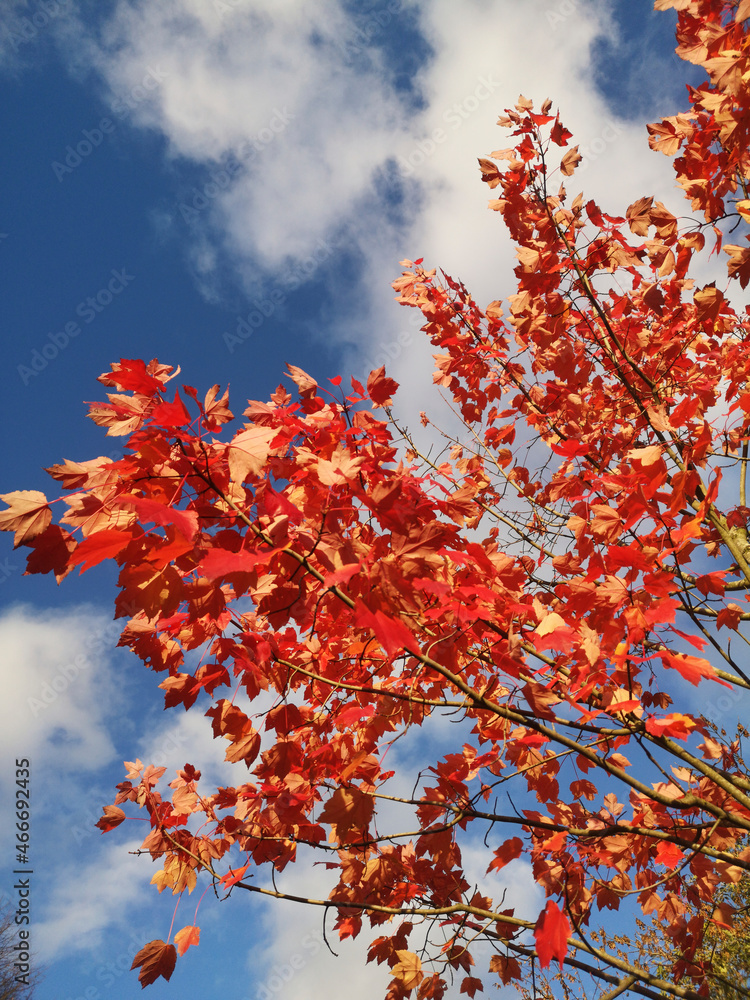 colourful red maple tree against the blue sky colourful red maple tree against the blue sky