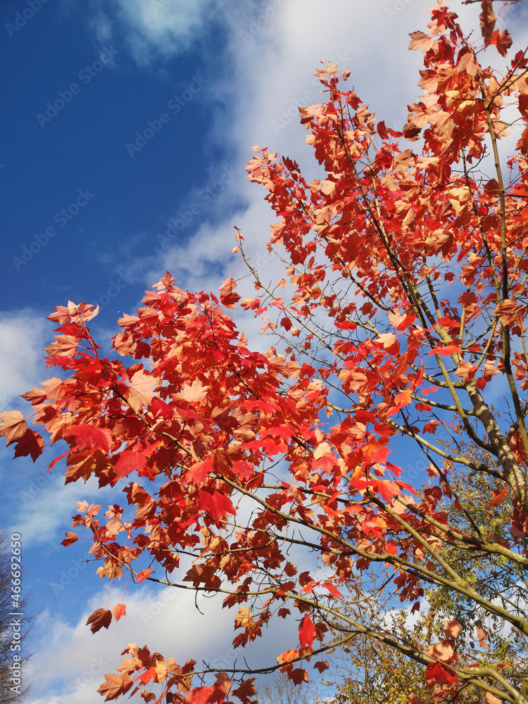 colourful red maple tree against the blue sky colourful red maple tree against the blue sky