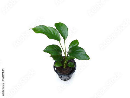 Anubias aquarium plant isolated on white background, aquarium plant