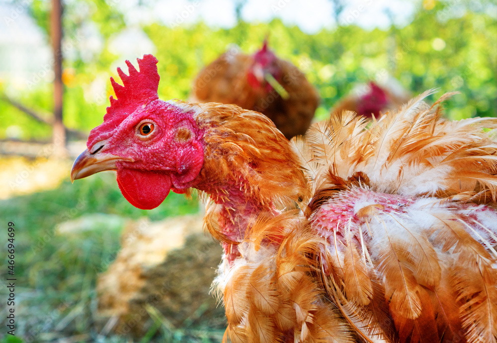 Sick hen with dropped feathers. Chicken lice in hens. Unhealthy chicken