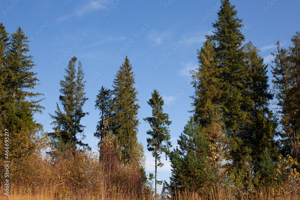 Beautiful pine trees against the blue sky Beautiful pine trees against the blue sky