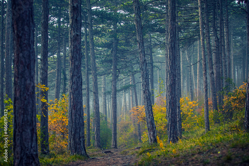 Fototapeta Naklejka Na Ścianę i Meble -  misty autumn forest in the morning 