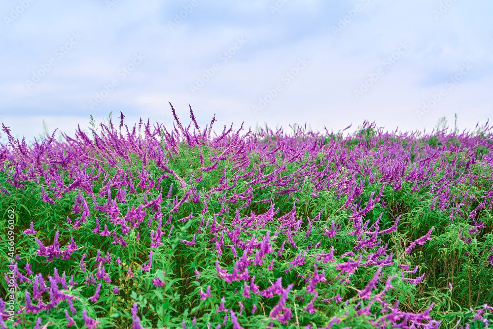 Naklejka premium A piece of Mexican sage in the park