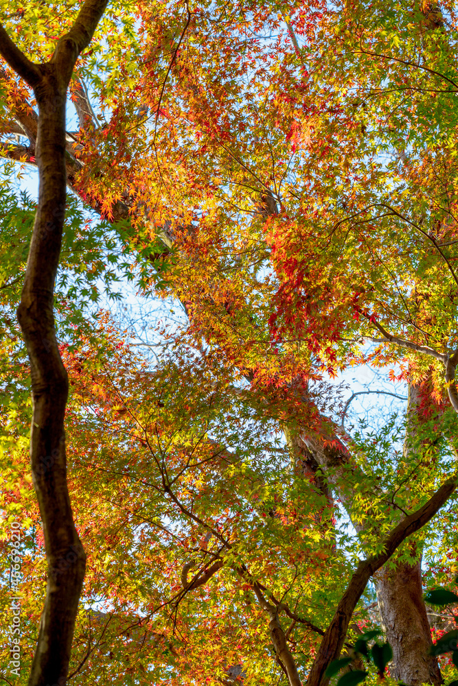 Autumn leaves, tree branches and blue sky Autumn leaves, tree branches and blue sky