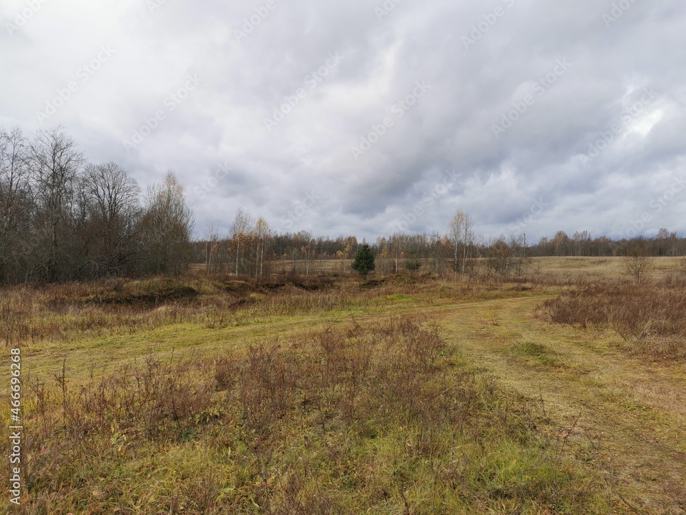 autumn landscape forest without leaves withered grass autumn landscape forest without leaves withered grass