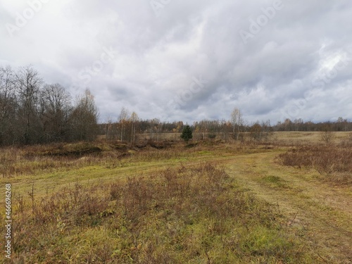 autumn landscape forest without leaves withered grass