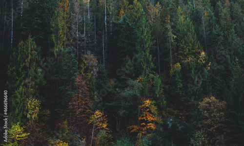 Beautiful background of pine trees