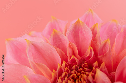 Pink, yellow and white fresh dahlia flower macro photo on pink background. Picture in color emphasizing the light different colours and yellow white highlights. Mother day background.