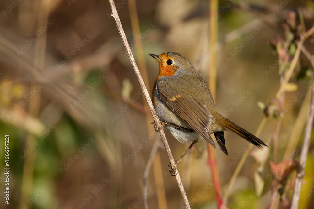 Very close-up portraits of European robin (Erithacus rubecula). Plumage and habit details are well read in the soft morning light. Bird identification is easy Very close-up portraits of European robin (Erithacus rubecula). Plumage and habit details are well read in the soft morning light. Bird identification is easy
