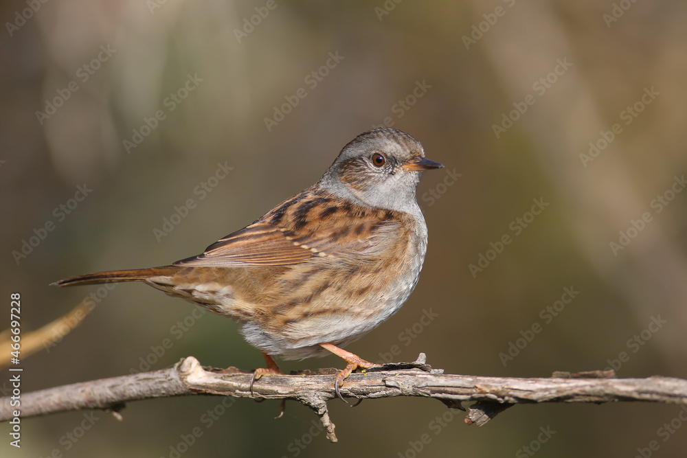 Close-up of a dunnock (Prunella modularis) in winter plumage, photographed in its natural habitat of dense bush and against a beautifully blurred background. Close-up of a dunnock (Prunella modularis) in winter plumage, photographed in its natural habitat of dense bush and against a beautifully blurred background.