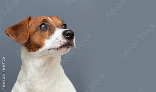 dog jack russell terrier looking in the studio © Happy monkey