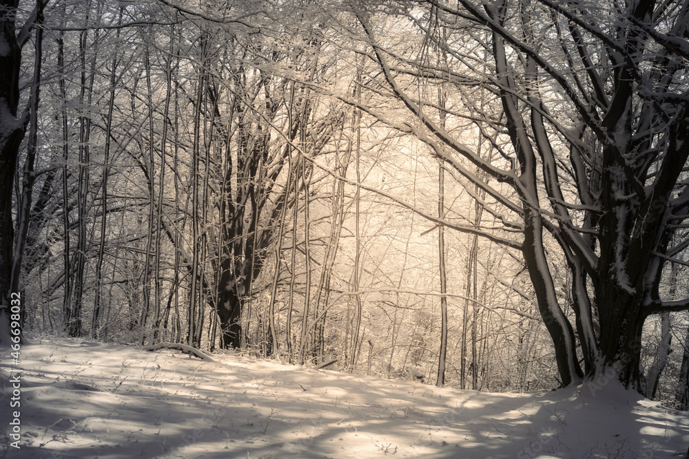 sunrise light in winter forest, magical landscape sunrise light in winter forest, magical landscape