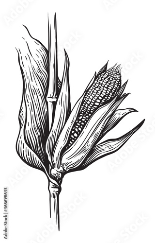 Hand drawn sketch style set of corn vegetable. Corncob with leafs. Organic cereal vector illustration.