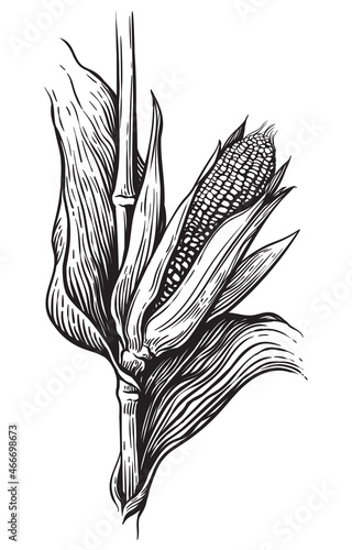 Hand drawn sketch style set of corn vegetable. Corncob with leafs. Organic cereal vector illustration.
