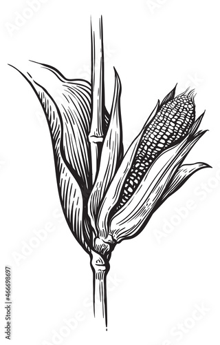 Hand drawn sketch style set of corn vegetable. Corncob with leafs. Organic cereal vector illustration.
