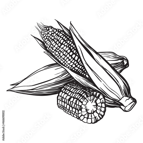 Hand drawn sketch style set of corn vegetable. Corncob with leafs. Organic cereal vector illustration.