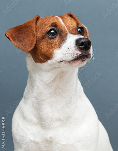 portrait dog jack russell terrier looking