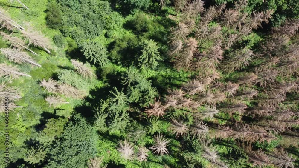 half destroyed forest form above half destroyed forest form above