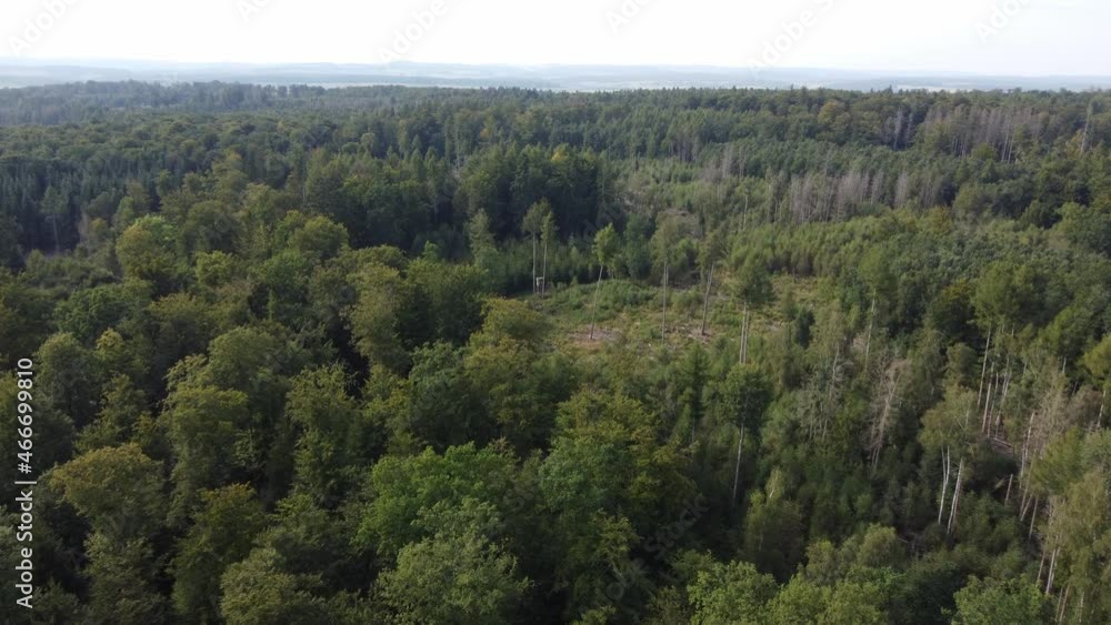 fly over a mixed forest fly over a mixed forest