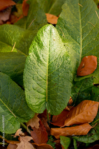 Bitter Dock (Rumex obtusifolius) green leaves in autumn. Close up. Detail. photo