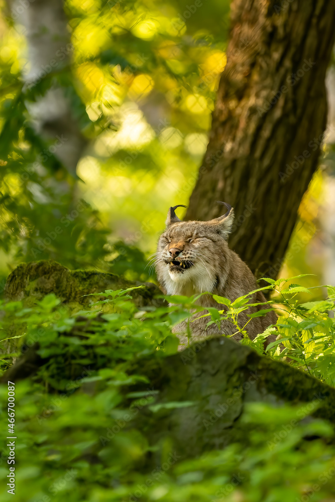 Beautiful lynx (bobcat) hiding in a forest in a natural reserve in Germany at a sunny day in autumn. Beautiful lynx (bobcat) hiding in a forest in a natural reserve in Germany at a sunny day in autumn.