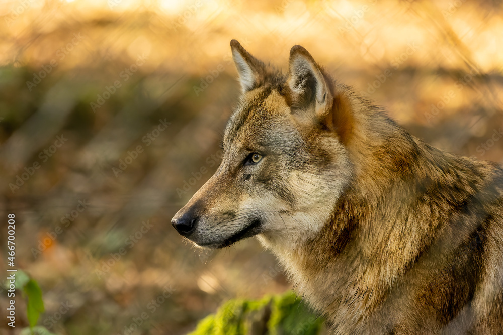 Fototapeta premium A wolf in a natural reserve in Hesse, Germany at a sunny morning in autumn.