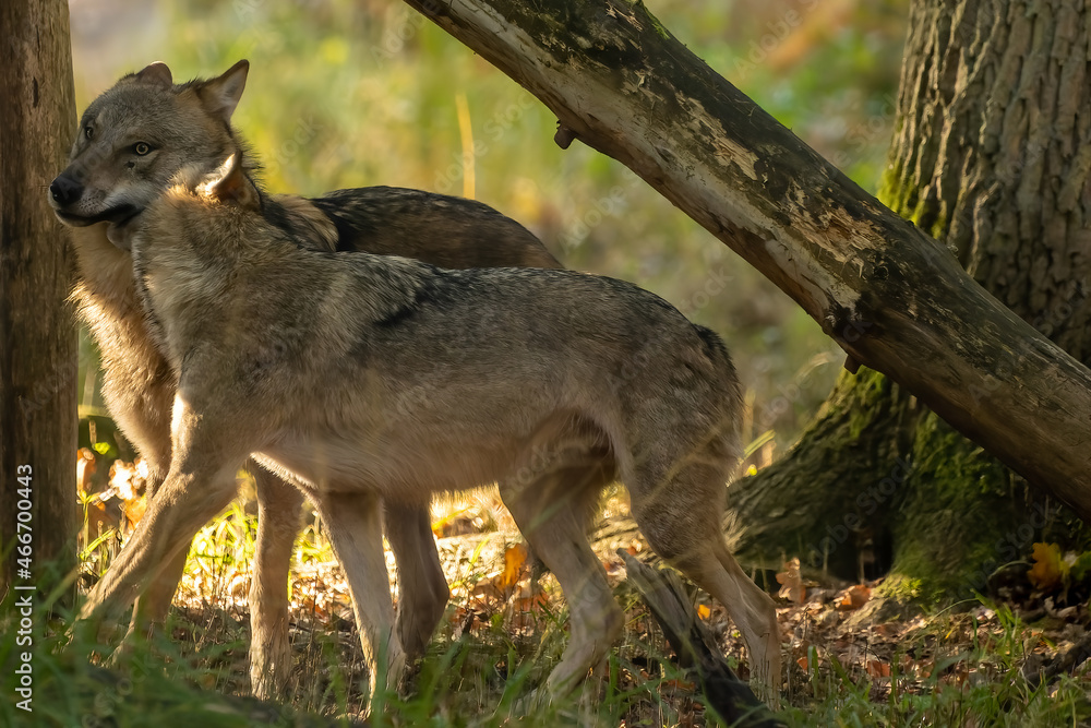 A wolf in a natural reserve in Hesse, Germany at a sunny morning in autumn.