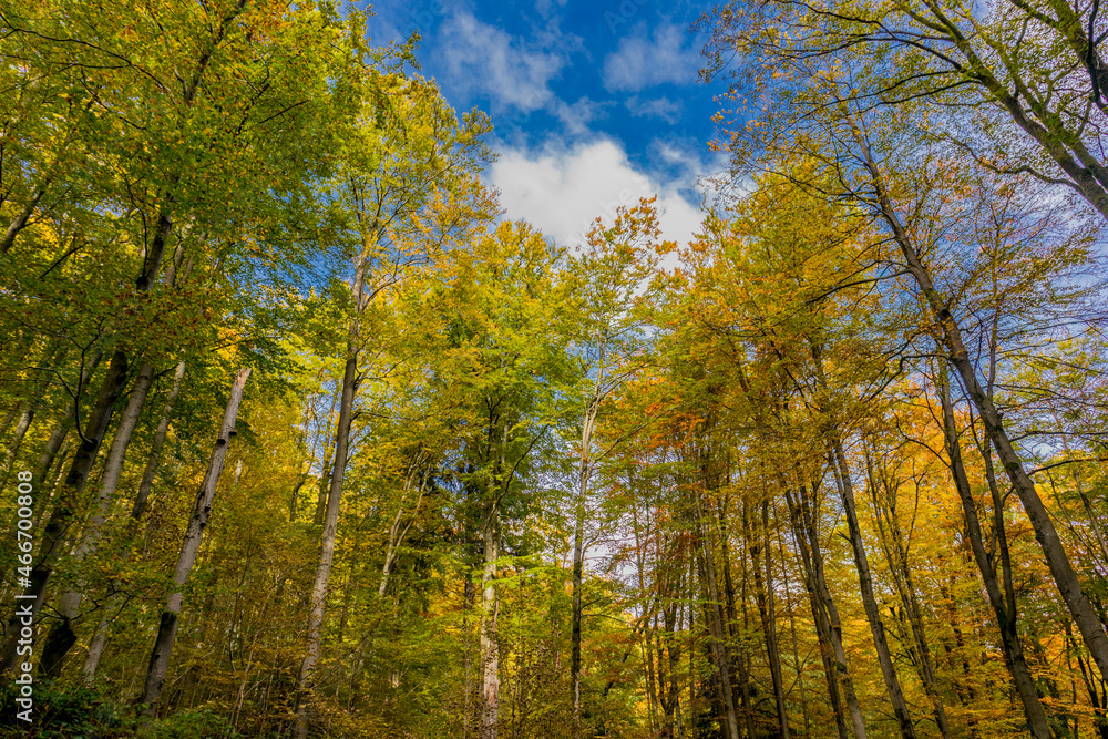 Herbstspaziergang durch die wunderschöne Natur des Thüringer Waldes - Thüringen Herbstspaziergang durch die wunderschöne Natur des Thüringer Waldes - Thüringen