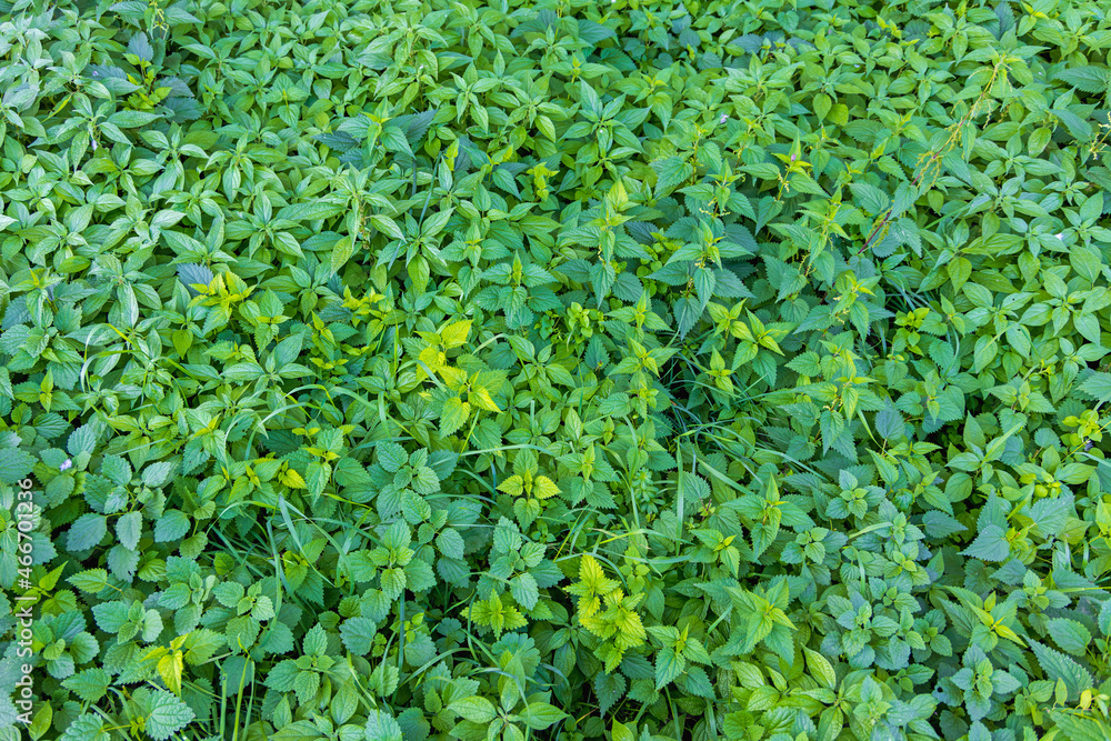 Stinging Nettle Stinging Nettle
