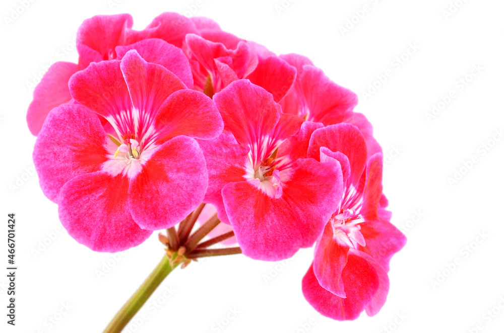 Fototapeta premium Balmy Geranium flower