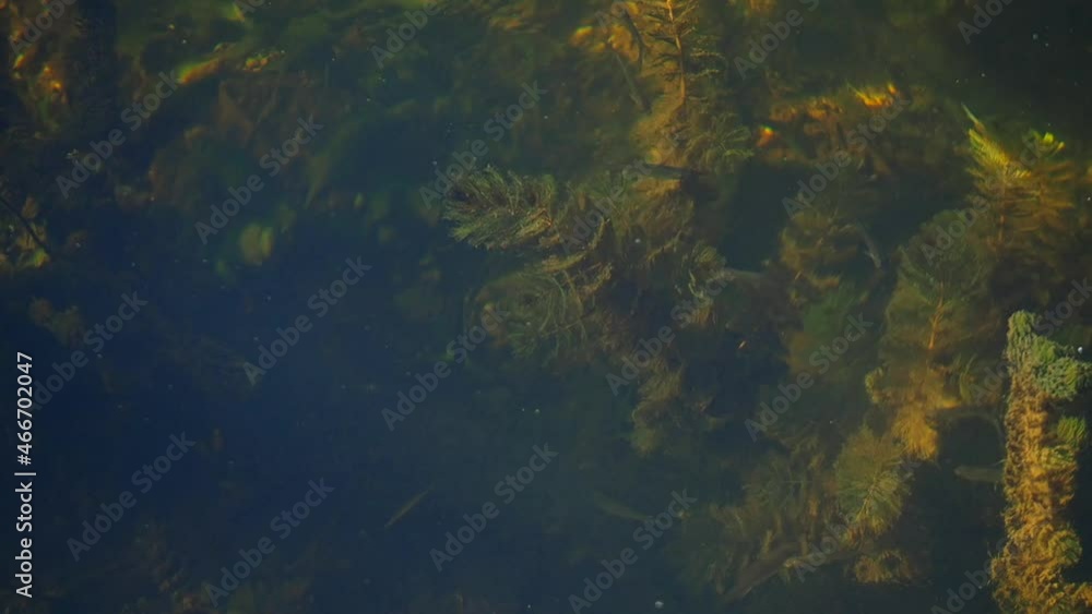 Clear water in the river, small fish swim, glare from sunlight plays on the bottom, on algae and on the surface of the water, light waves. Top view of the water world, place for your text. Clear water in the river, small fish swim, glare from sunlight plays on the bottom, on algae and on the surface of the water, light waves. Top view of the water world, place for your text.